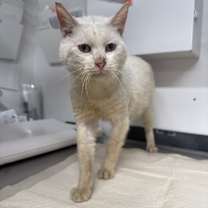 Thumbnail photo of Macklemore #3