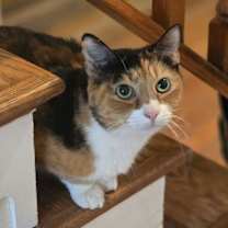 Thumbnail photo of Junie #4