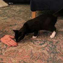 Thumbnail photo of Shadow #3