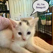 Thumbnail photo of Seagull - Westmere Kitten H #3
