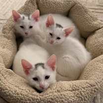 Thumbnail photo of Seagull - Westmere Kitten H #4