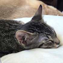 Thumbnail photo of Gabanna #3