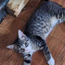 Thumbnail photo of Eli #2