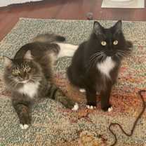 Thumbnail photo of MD - Clarisse (MCR) #2