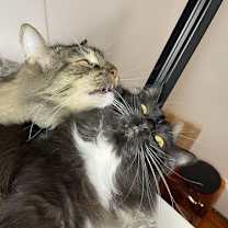 Thumbnail photo of MD - Clarisse (MCR) #3