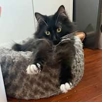 Thumbnail photo of MD - Clarisse (MCR) #4