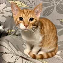 Thumbnail photo of Peachy #2