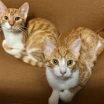 Thumbnail photo of Peachy #3