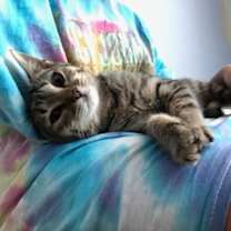 Thumbnail photo of Gigi -- Courtesy Post #1