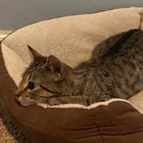 Thumbnail photo of Gigi -- Courtesy Post #2