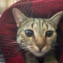 Thumbnail photo of Gigi -- Courtesy Post #3