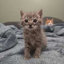 Thumbnail photo of Nova #1