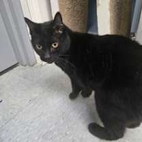 Thumbnail photo of Grinch #2