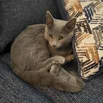 Thumbnail photo of Mosey #1