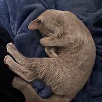 Thumbnail photo of Mosey #2