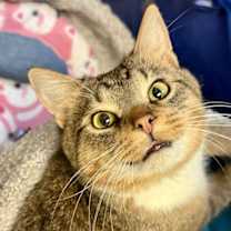 Thumbnail photo of Napoleon (& Kipland) bonded #2