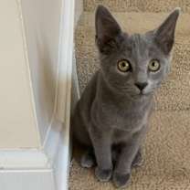 Thumbnail photo of Mosey #3