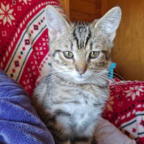 Thumbnail photo of Fiyero  #1