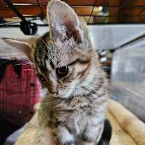 Thumbnail photo of Fiyero  #3