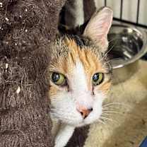 Thumbnail photo of Callie #2