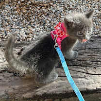 Thumbnail photo of Sally #2