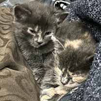 Thumbnail photo of Sally #4