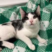 Thumbnail photo of Dotty #4