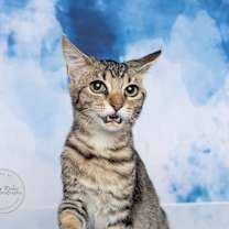 Thumbnail photo of Olive #2