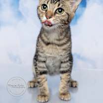 Thumbnail photo of Olive #3