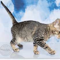 Thumbnail photo of Olive #4