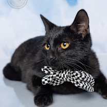 Thumbnail photo of Lucky #2