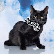 Thumbnail photo of Lucky #3