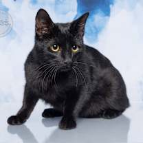 Thumbnail photo of Lucky #4