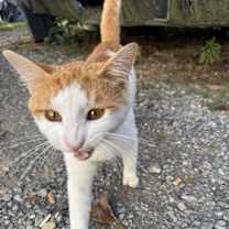 Thumbnail photo of Gump #3