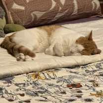 Thumbnail photo of Gump #4