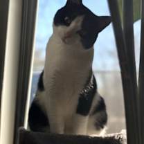 Thumbnail photo of Smudge #1