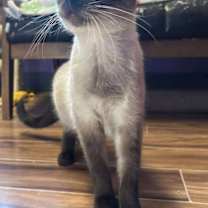 Thumbnail photo of Berry #2