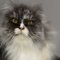 Thumbnail photo of Fluffy #2