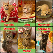 Thumbnail photo of Streusel #3