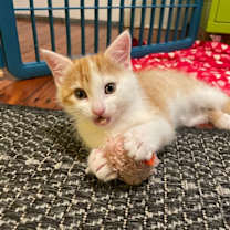 Thumbnail photo of Naruto #3