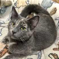 Thumbnail photo of Retta #1