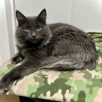 Thumbnail photo of Ridley #2