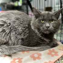 Thumbnail photo of Ridley #4