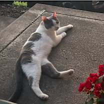 Thumbnail photo of Comet #1