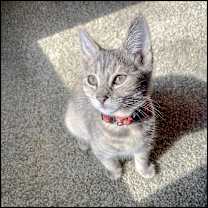 Thumbnail photo of Grey Haven #1