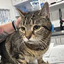 Thumbnail photo of Crackle #1