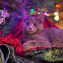 Thumbnail photo of Dusty #1