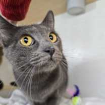 Thumbnail photo of Breezy #4