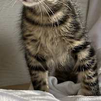 Thumbnail photo of Jetson #1