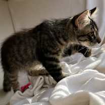 Thumbnail photo of Jetson #2